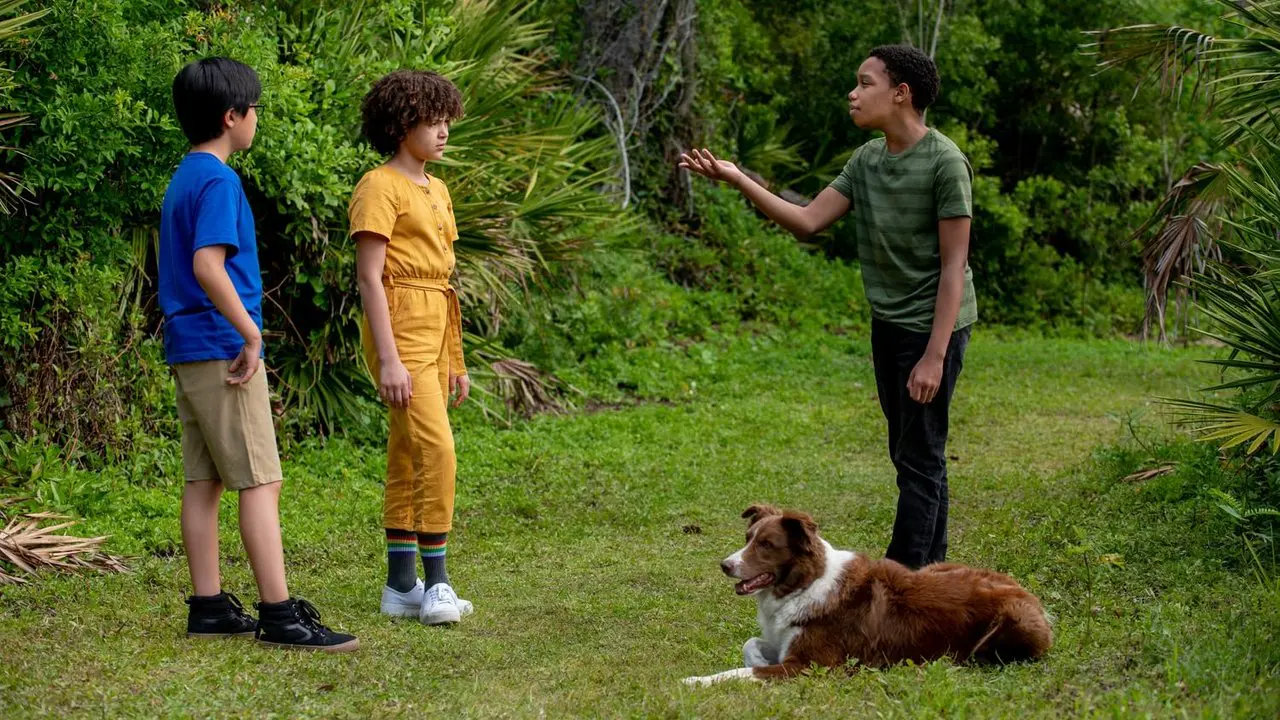 Pet investigators